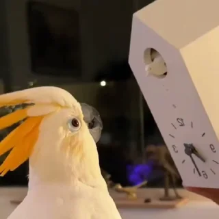 🦜
