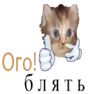 🙀