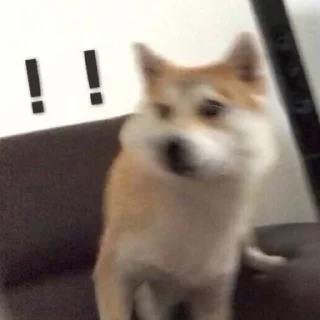 🐶