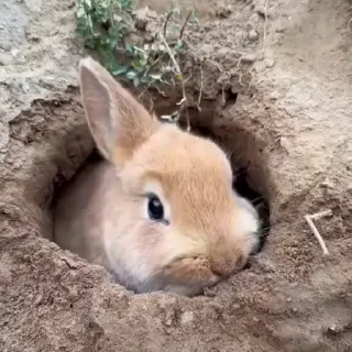 🤩