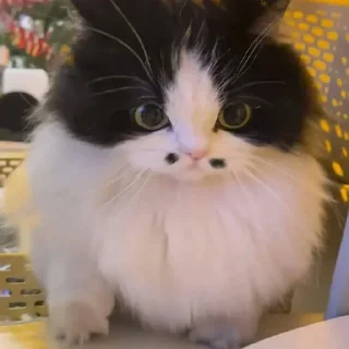 🐈