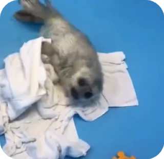 🦭