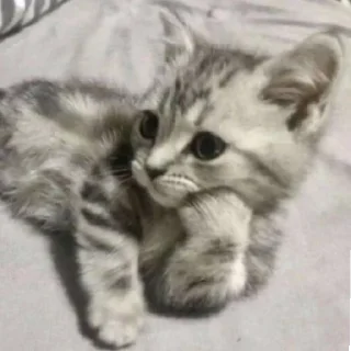 🐈