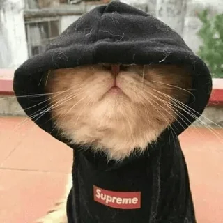 😺