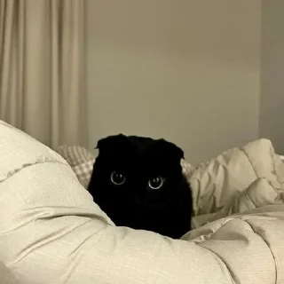 😺