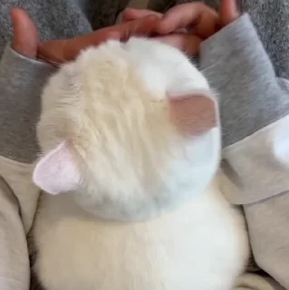 🐱