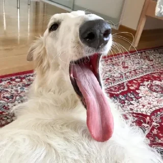 🌟