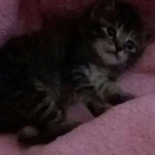 👶