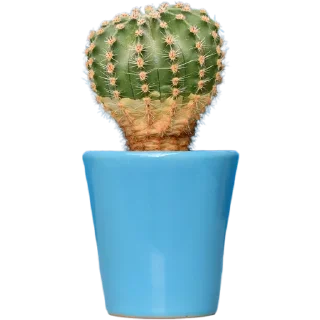 🌵