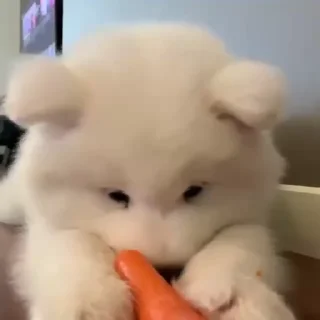 🤍