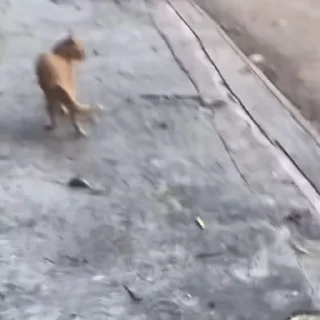 🐈‍⬛️