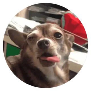🐶