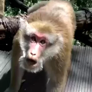 🙉
