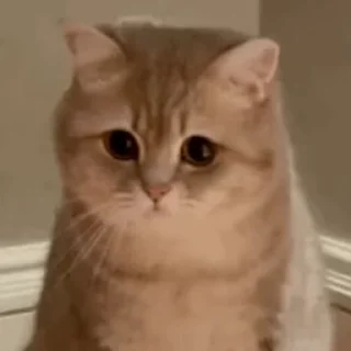 🐱