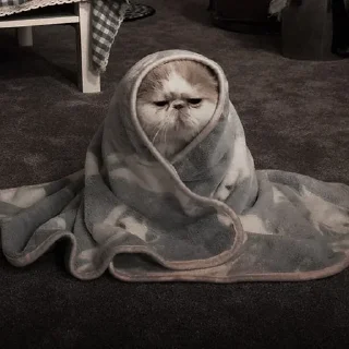 🐈‍⬛