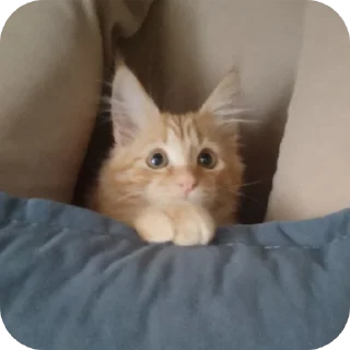 🐱