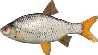 🎣