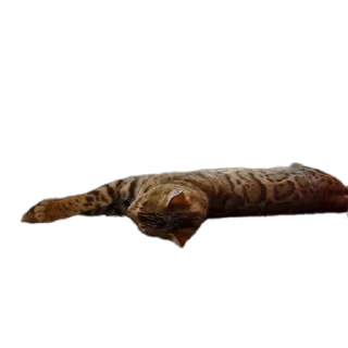 🐱