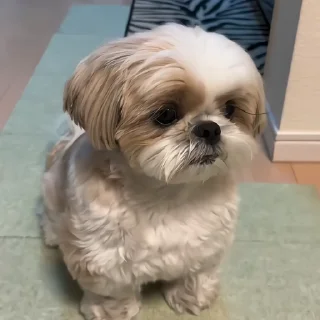 🐶
