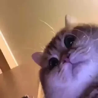 😺