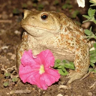 🐸