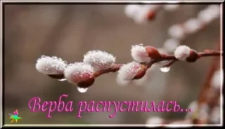 🌷