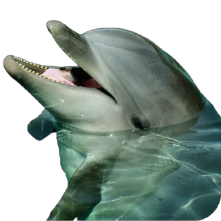 🐬