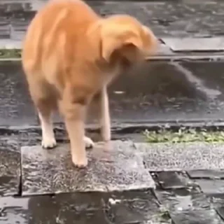 🐈