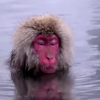 🙈