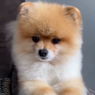 🤩