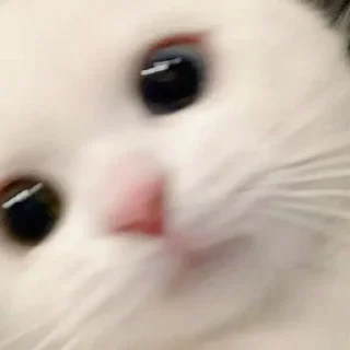 🫨