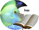 🐟