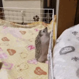 🦔