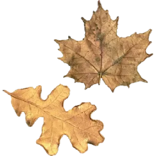 🍂