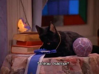 SALEM MEOW 🐈‍⬛