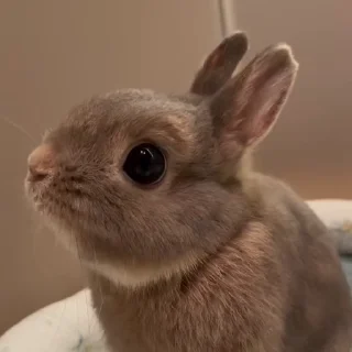 🤩