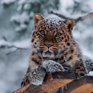 🥺