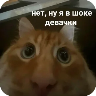 🐱
