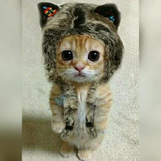😺