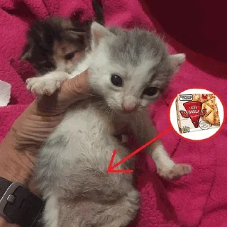 🥟