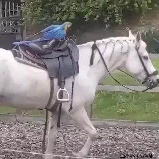 🐎