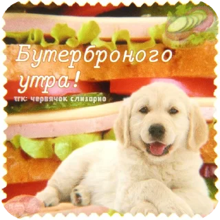 🐶