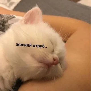 🛌