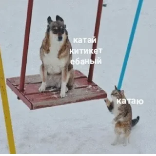 😼