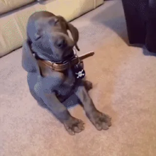 🐕