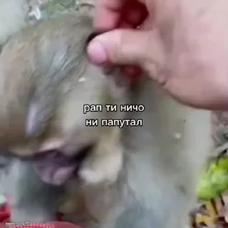 🐵