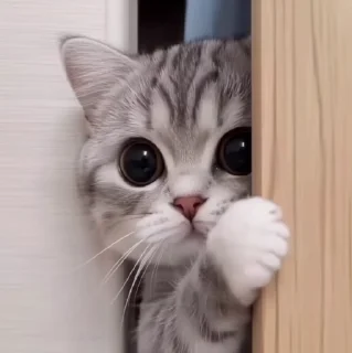 🐱