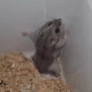 🐹