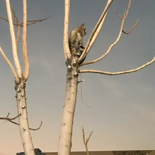 🐈