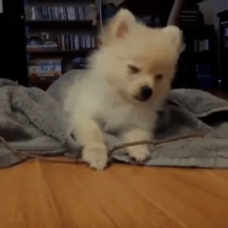 💤